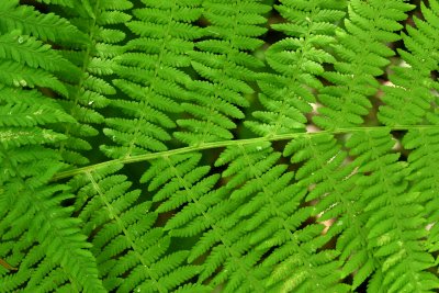 Lady Fern (Athyrium filix-femina)