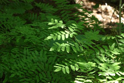 Royal Fern (Osmunda spectabilis)