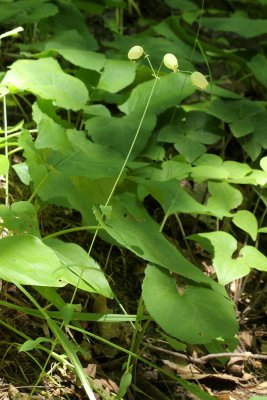 Bladder Campion (Silene vulgaris)