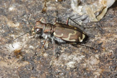 Cicindela repanda