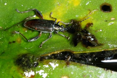 Water Lily Leaf Beetle (Donacia sp.)