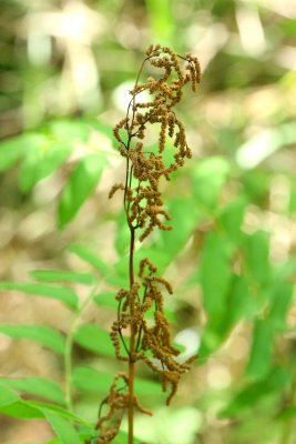 Royal Fern (Osmunda spectabilis)