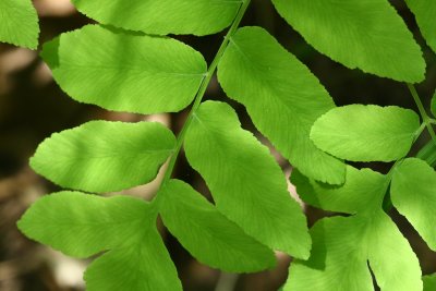 Royal Fern (Osmunda spectabilis)