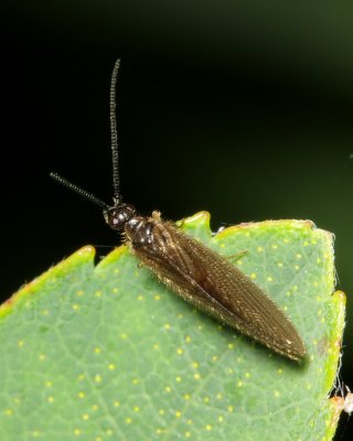 Spongillafly (Sisyra vicaria), family Sisyridae