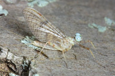 Stenonema femoratum