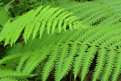 Marsh Fern (Thelypteris palustris var. pubsecens)