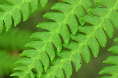 Marsh Fern (Thelypteris palustris var. pubsecens)