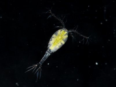 Cyclopoid copepod