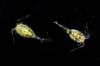 Cyclopoid copepods