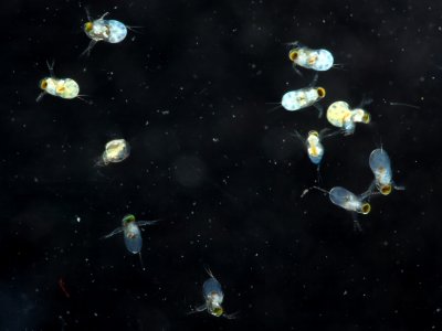 Polyphemus pediculus