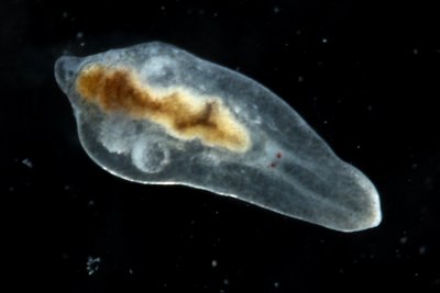 Platyhelminthes - Flatworms