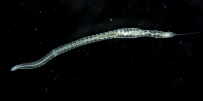 Oligochaete worm (Stylaria sp.)