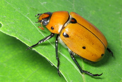 Family Scarabaeidae - Scarabs