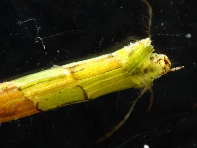 Triaenodes cf. larva