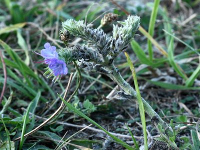 Viper's Bugloss (Echium vulgare)