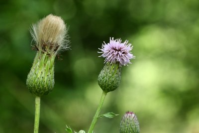 Canada Thistle (Cirsium arvense)