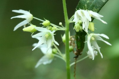 Wild Cucumber (Echinocystis lobata)