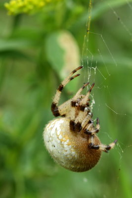 Family Araneidae - Orb Weavers