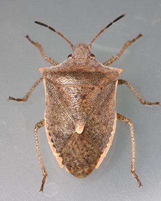 Euschistus variolarius