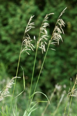 Smooth Brome (Bromus inermis)