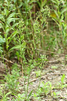 Horseweed (Conyza canadensis)