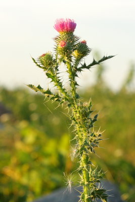 Broad-winged Thistle (Carduus acanthoides)