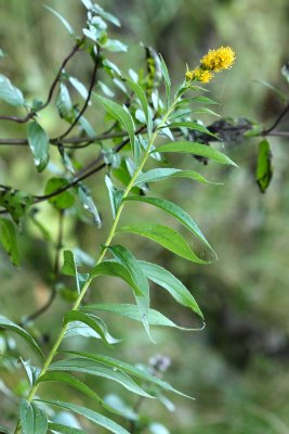 Bog Goldenrod (Solidago purshii)