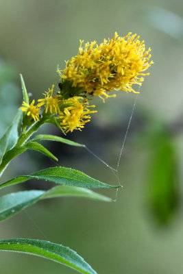 Bog Goldenrod (Solidago purshii)