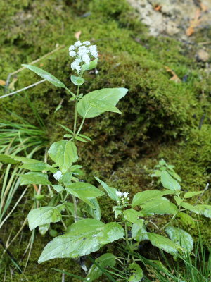 White Snakeroot (Ageratina altissima)