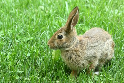 Eastern Cottontail (Sylvilagus floridanus)