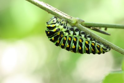 Eastern Black Swallowtail (Papilio polyxenes)