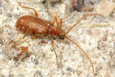 Whitemarked Spider Beetle (Ptinus fur)
