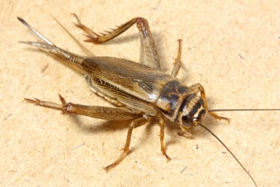 House Cricket (Acheta domesticus)