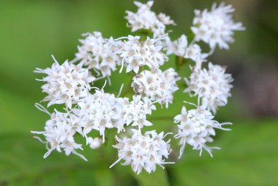 White Snakeroot (Ageratina altissima)