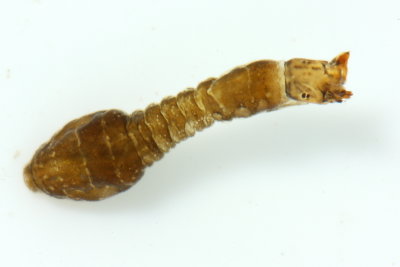 Black Fly larva