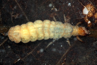 Caddisfly larva