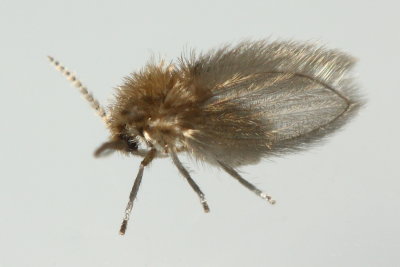 Moth Fly (Psychoda sp.), family Psychodidae