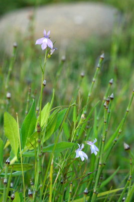 Brook Lobelia (Lobelia kalmii)