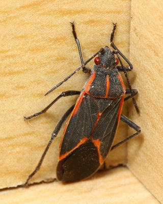 Eastern Boxelder Bug (Boisea trivittata), family Rhopalidae