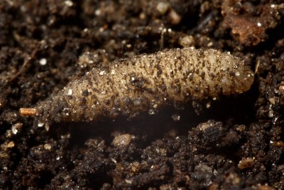 Syritta pipiens larva