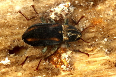 Stenelmis crenata