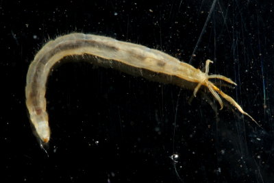 Crane Fly larva