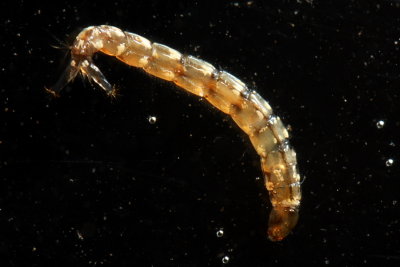 Tanypodine midge larva