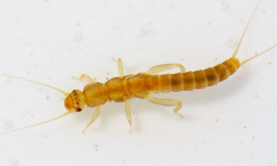 Leuctra sp. nymph, family Leuctridae