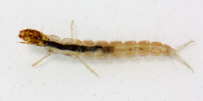 Cernotina spicata
