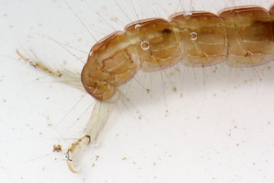 Cernotina spicata