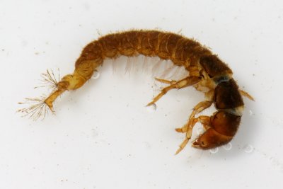 Family Hydropsychidae - Netspinning Caddisflies