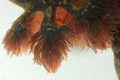 Common Mudpuppy (Necturus maculosus) gills