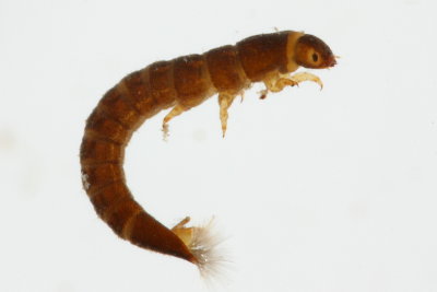 elmid larva