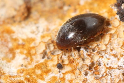 Family Melandryidae - False Darkling Beetles